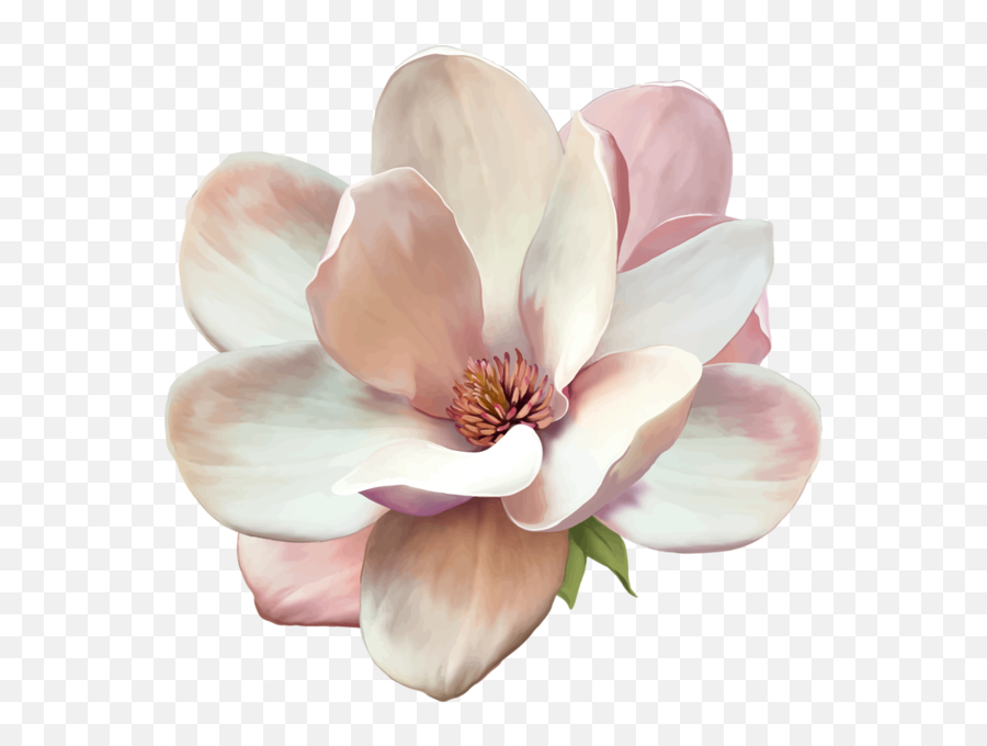 Watercolor Flowers Magnolia Flower - 4872m Att Png,Magnolia Png