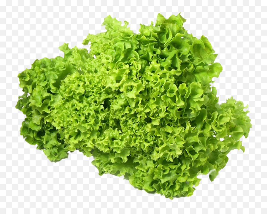 The Future Of Food Is Grow - Ityourself Vertical Png,Lettuce Transparent