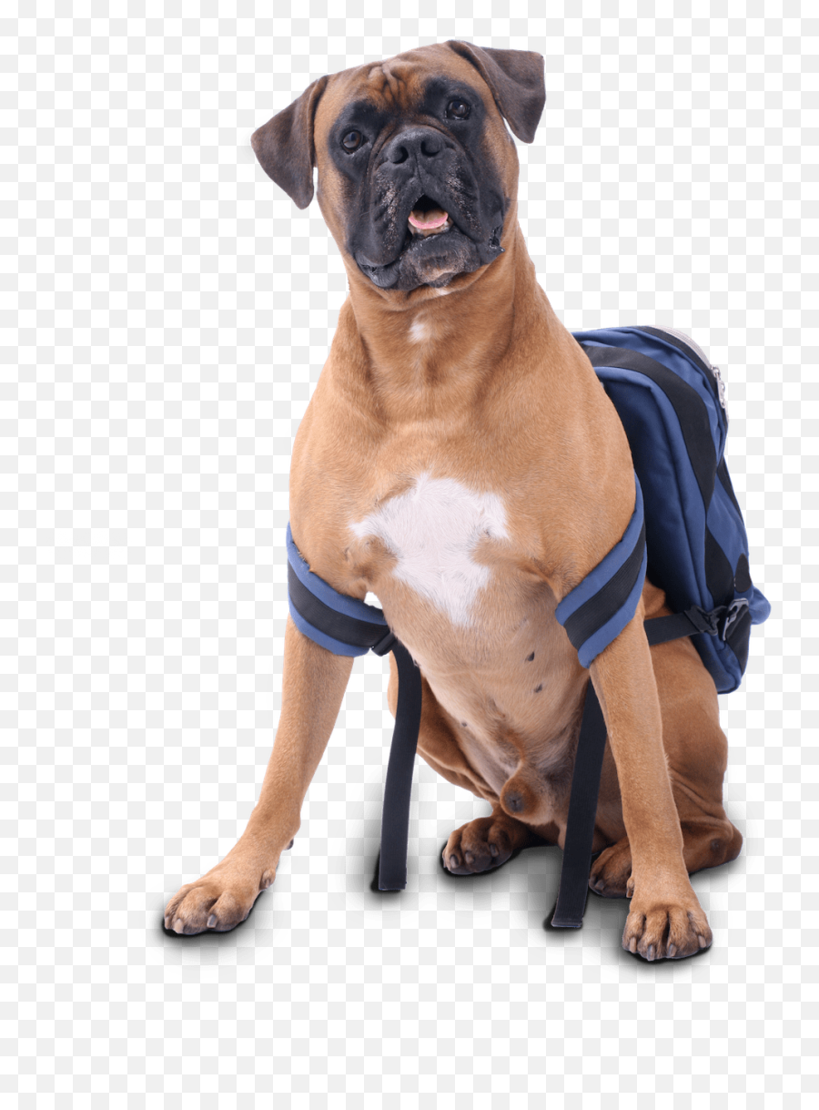 Blue Backpack Sitting - Boxer Bullmastiff Png,Dog Sitting Png