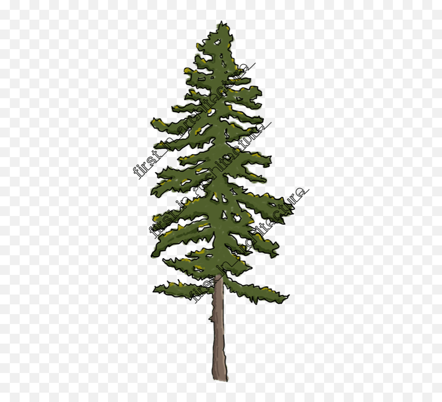 Download Hd Fia Trees Elevation - Sketchy Tree Transparent Drawing Of Lodgepole Pine Png,Tree Elevation Png