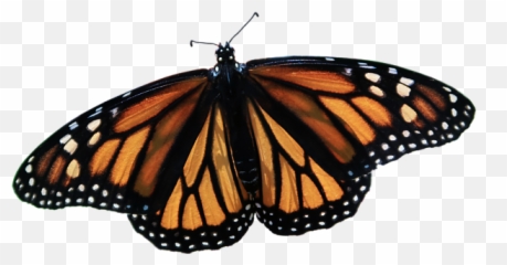 Monarch Butterfly Shower Curtain For - Angangueo png
