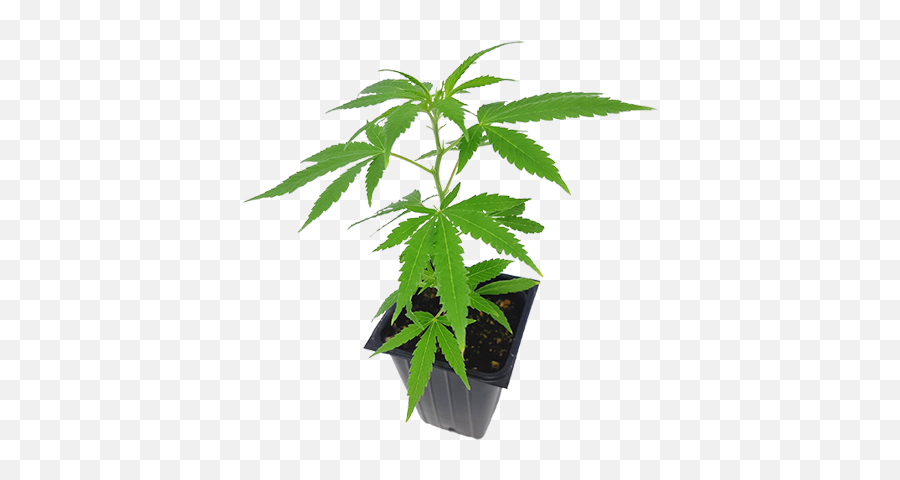 Eve Co Png Marijuana Plant