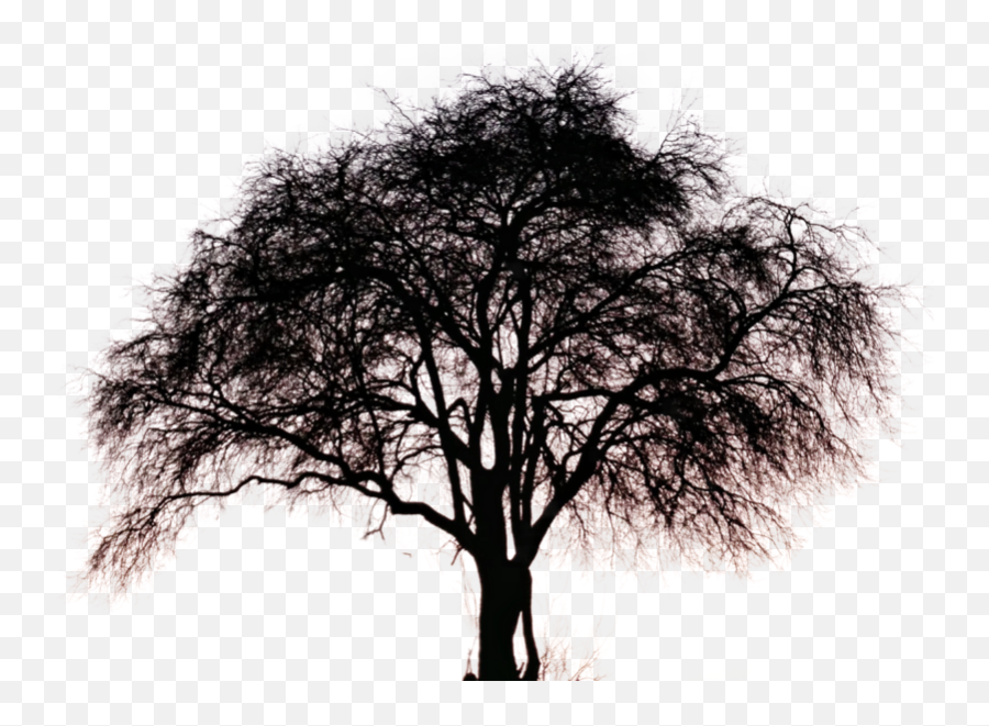 Big Tree Pngs Free Files In - Big Tree Silhouette Png,Big Tree Png