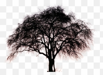 Big Tree Pngs Free Files In - Big Tree Silhouette Png,Big Tree Png