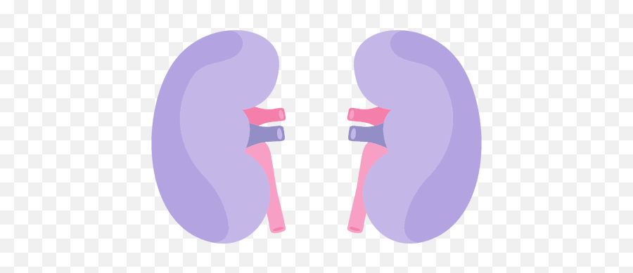 Kidney Human Organ - Transparent Png U0026 Svg Vector File Kidney Clipart Transparent Background,Anatomical Heart Png