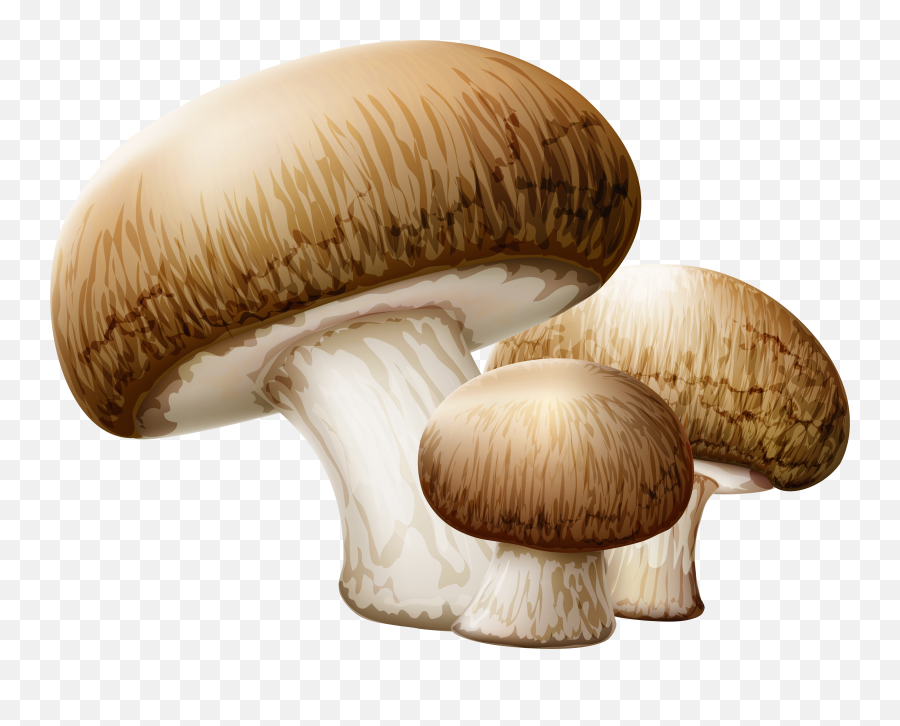 Free Png Autumn Mushroom