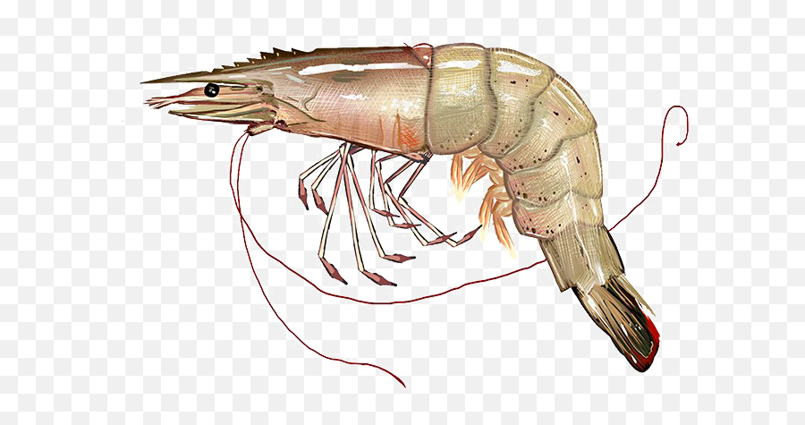 Png Image With Transparent Background - Prawn Transparent Background,Shrimp Png