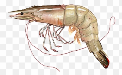 Png Image With Transparent Background - Prawn Transparent Background,Shrimp Png