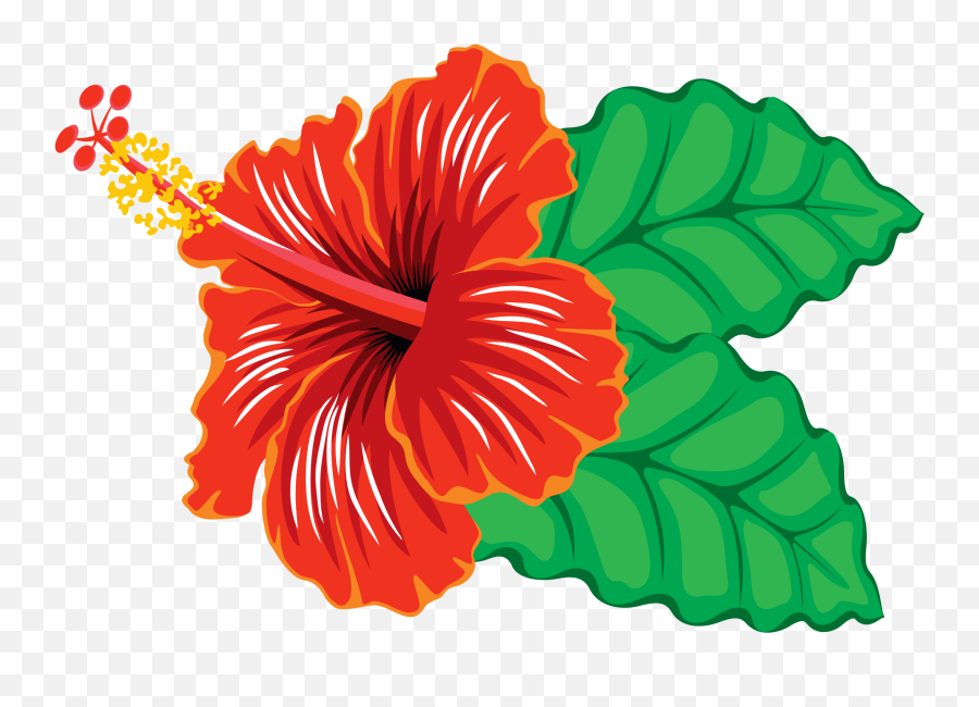 78 Big Image Png Hibiscus Clipart Clipartlook - Clipart Of Hibiscus Flowers,Flower Cartoon Png