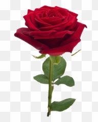 Rose No Background Png Play - Transparent