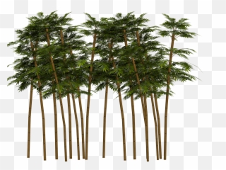 Bamboo Tree Png - Chinese