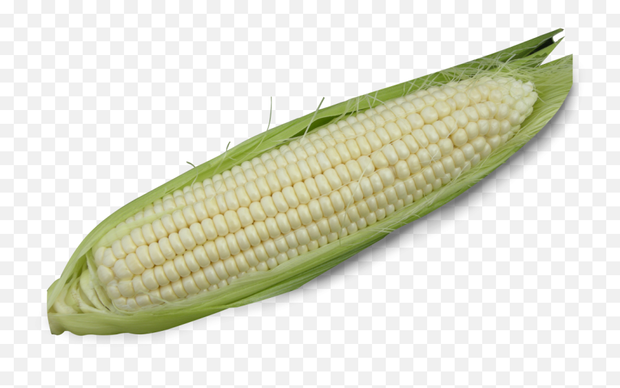 Alaska Sc - 55 U2013 Gwg Fresh Sdn Bhd Corn On The Cob Png,Corn Png