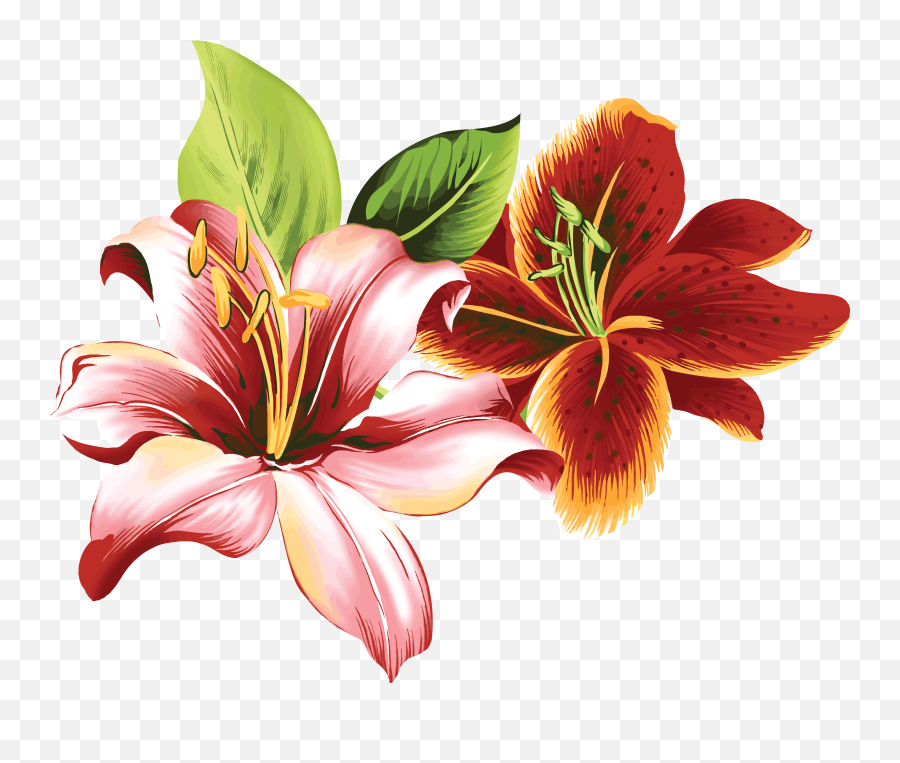 Lilium Png - Flower Design Drawing With Colour,Lily Flower Png