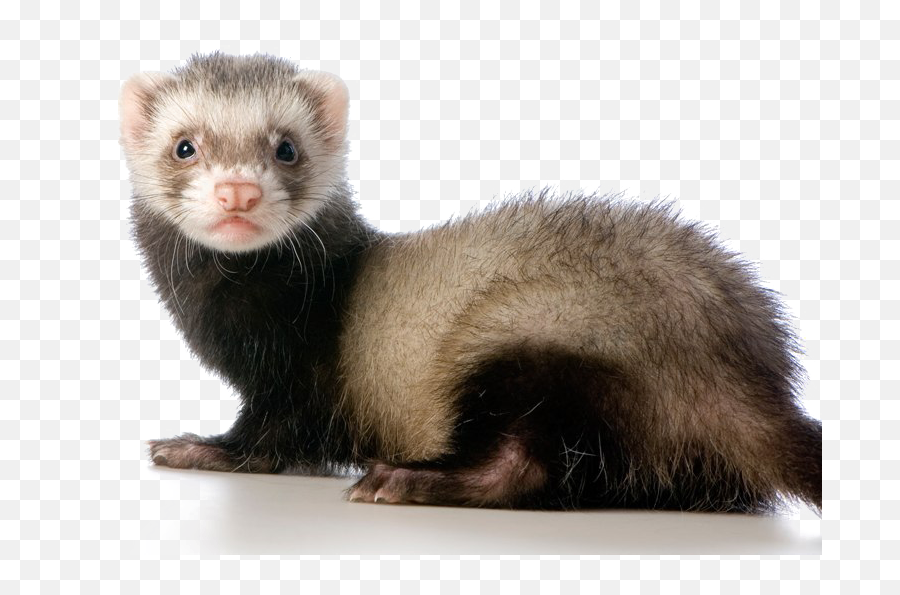 Ferret Png Transparent Image Arts - Ferrets Illegal In California,Weasel Png