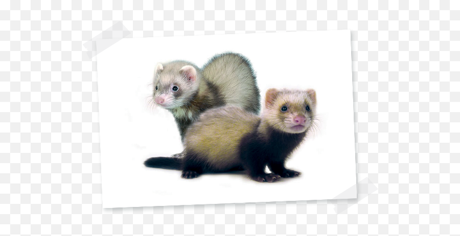 Ferret - Hamiform Ferret Png,Ferret Png