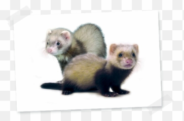 Ferret - Hamiform Ferret Png,Ferret Png