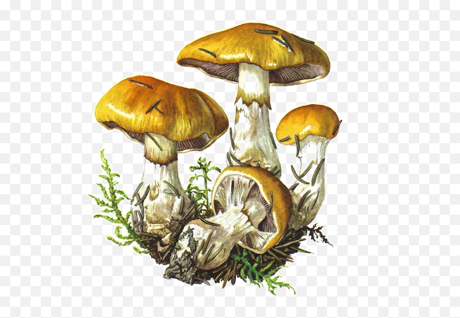 Champignonspngtubes Stuffed Mushrooms Mushroom Art - Mushrooms Botanical Drawing Png,Fungi Png