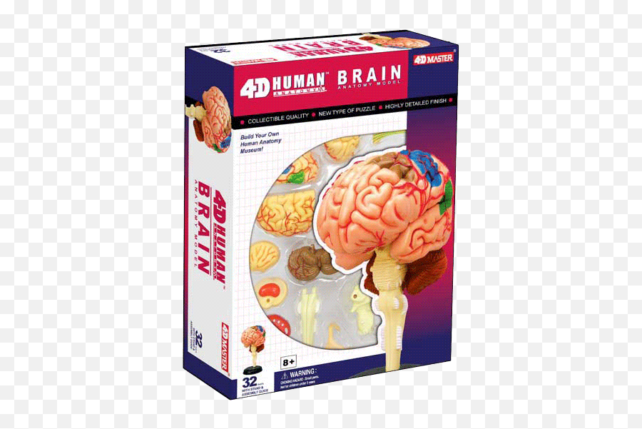 4d Master Mobile - 4d Human Brain Png,Brain Transparent Image