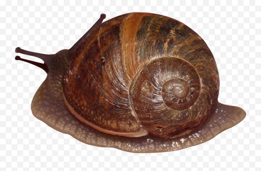 Snail Transparent Png Image - Gastropods,Snail Png