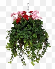 Download Hanging Baskets Container - Hanging Baskets Png,Hanging Plants Png