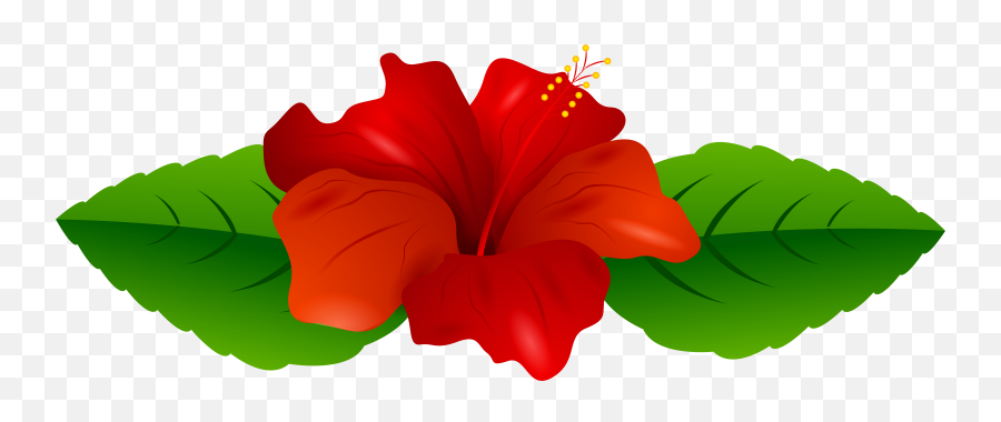 Download Free Png Hibiscus Flower - Clip Art,Hibiscus Flower Png