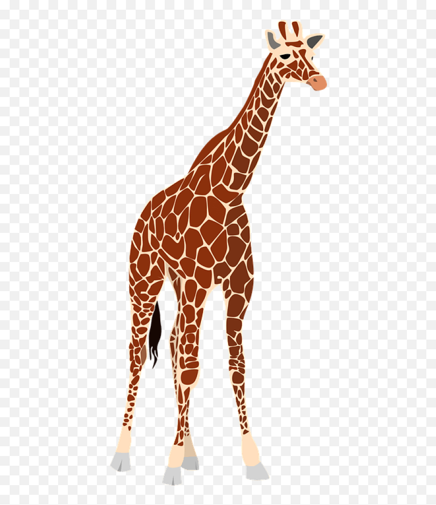 Free Png Giraffe Images Transparent - Clipart Giraffe,Giraffe Png