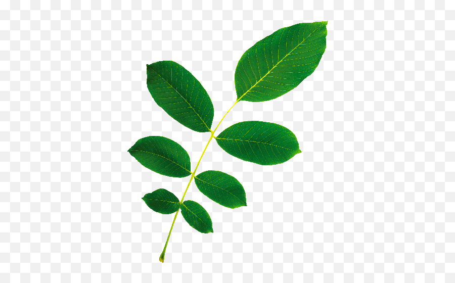 Wgc New Leaf Transparent Background Faded - Total Wellness Tree Png,Leaf Transparent Background