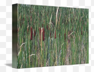Cat Tail By Teresa Parker Bowman - Grassland png