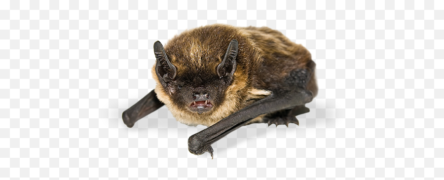 Canadian Wildlife Federation Whatu0027s Putting Bats - Michigan Bat Png,Bat Transparent