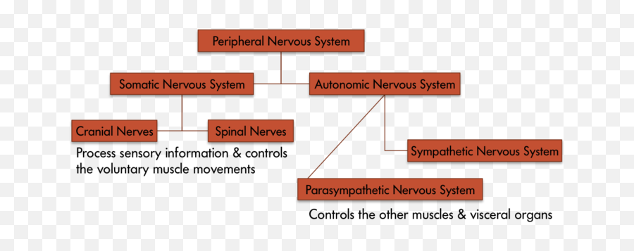The Structure Of Nervous System - Vertical Png,Nervous System Icon