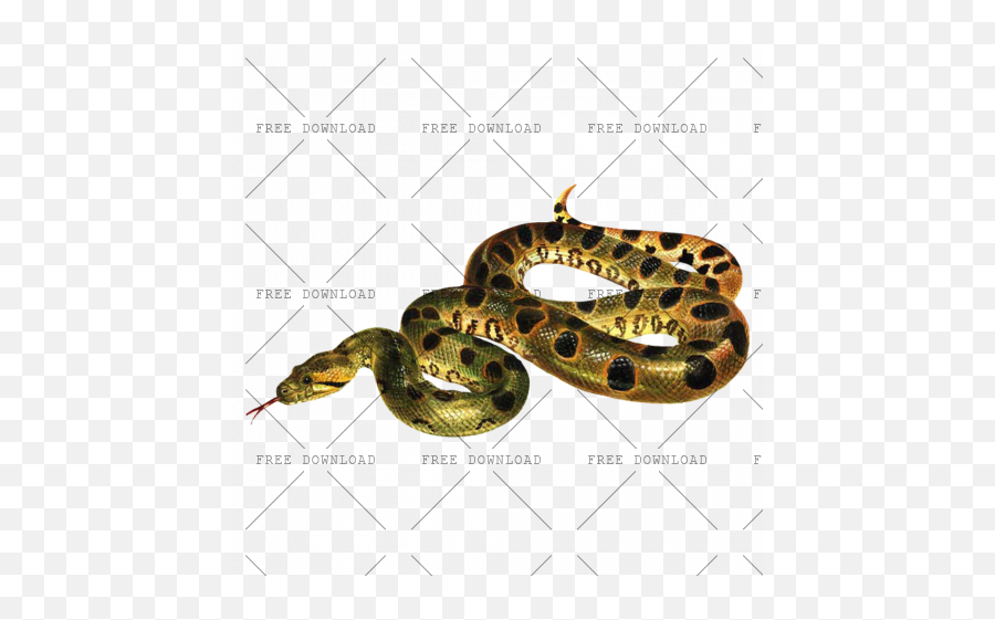 Anaconda Png Image With Transparent Background - Photo 7,Python Png
