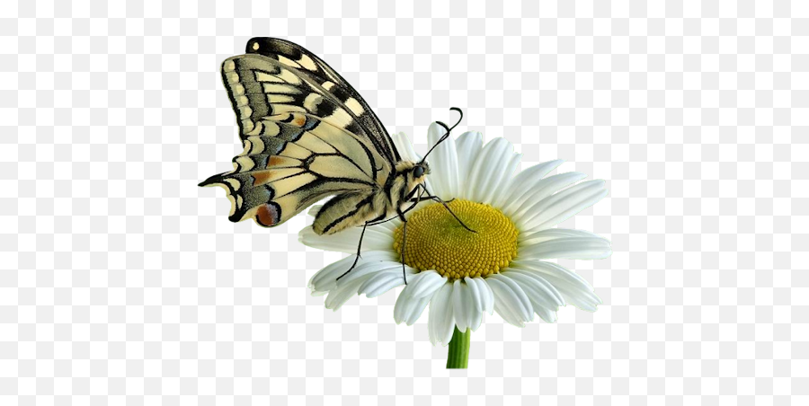 Index Of Userstbalzeflowerdaisy - Papilio Machaon Png,Daisy Png