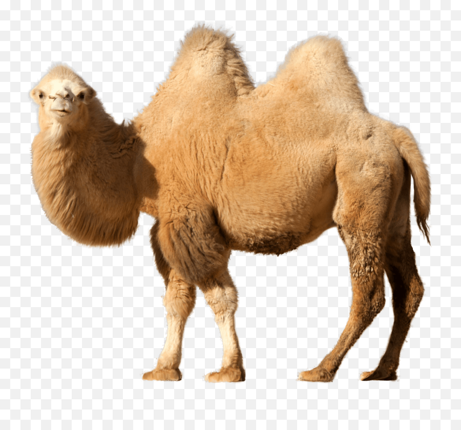 Camel Logo Transparent U0026 Png Clipart Free Download - Ywd Camel Animal Png,Camel Logo