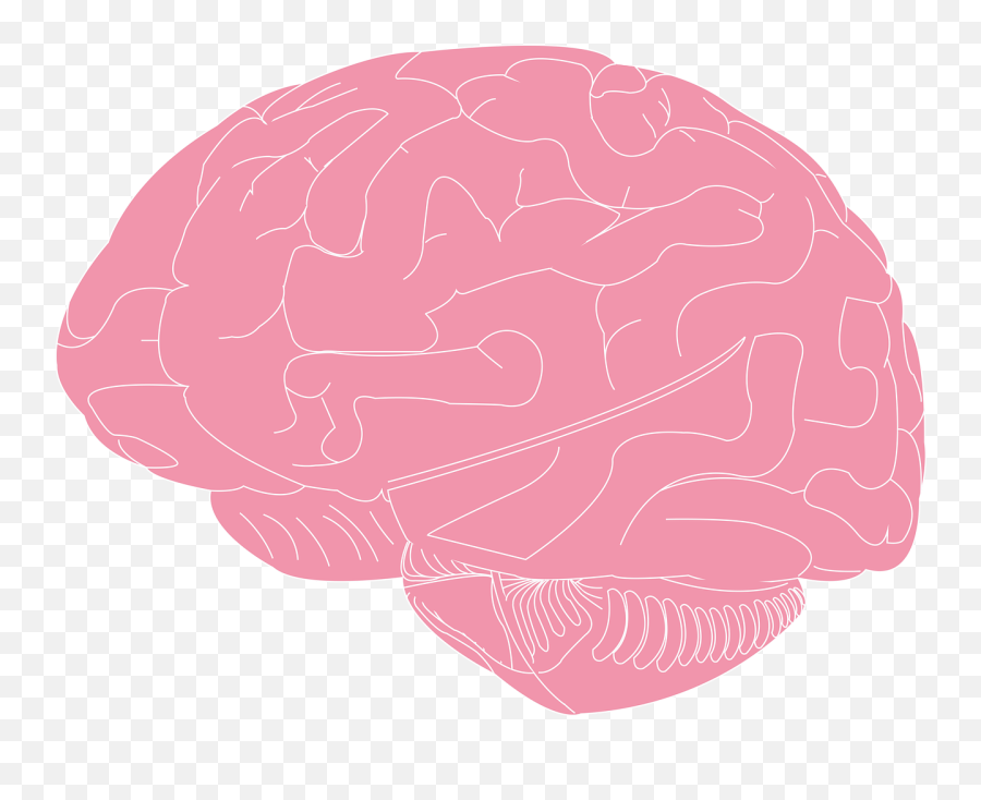 Brain Science Public Domain Image - Freeimg Language Png,Icon Domain Decay