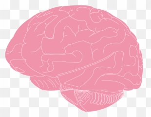 Brain Science Public Domain Image - FreeIMG Language png