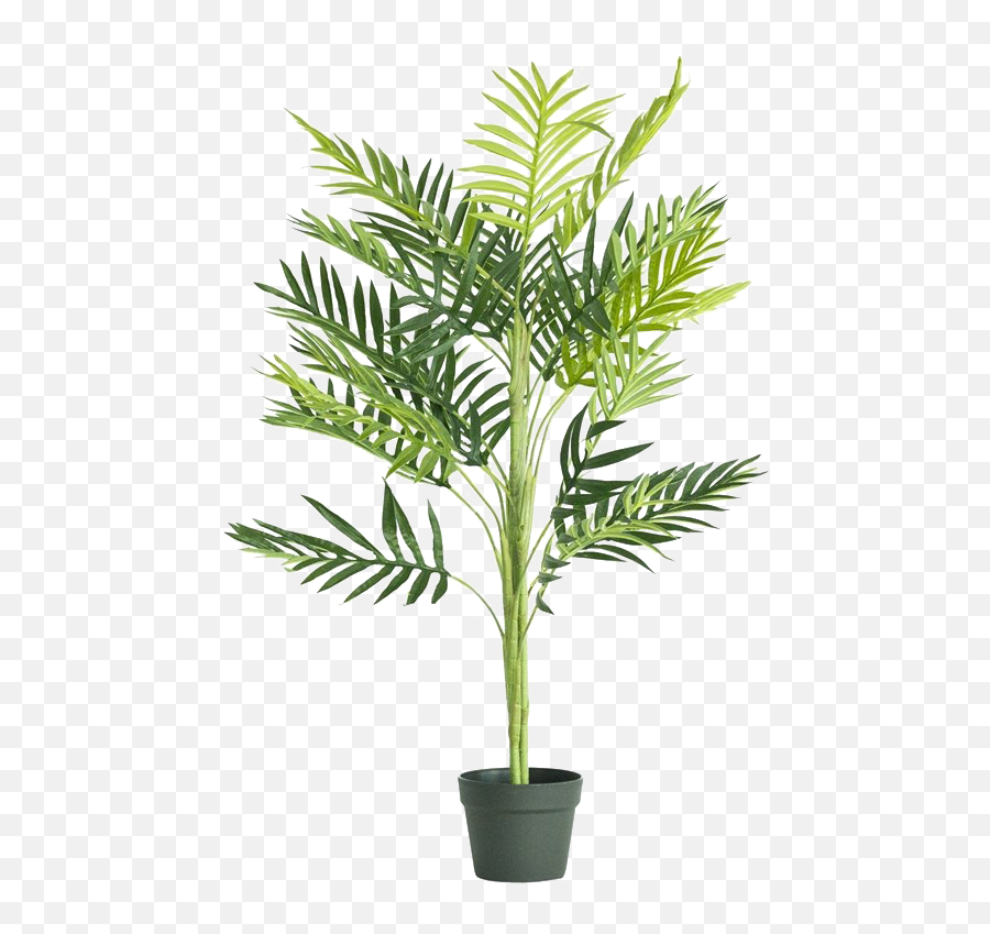 Tree Png Images Transparent Background Play - Indoor Palm Tree Png,Palm Tree Clipart Transparent Background