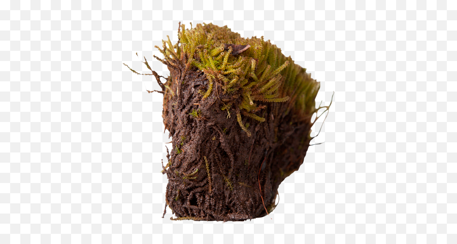 Download Hd 3d View - Arctic Moss Png,Moss Png