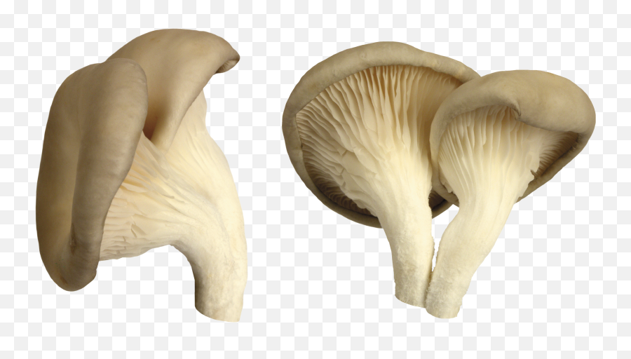 Mushroom Png Image - Oyster Mushroom Png,Mushroom Png