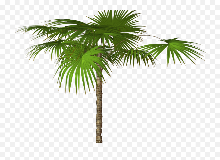 Palm Tree Transparent Background Png 31897 - Free Icons And Palm Trees High Resolution,Palm Png