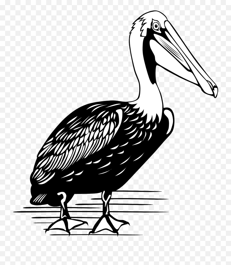 Pelican Bird Large - Free Vector Graphic On Pixabay Brown Pelican Black And White Png,Pelican Png