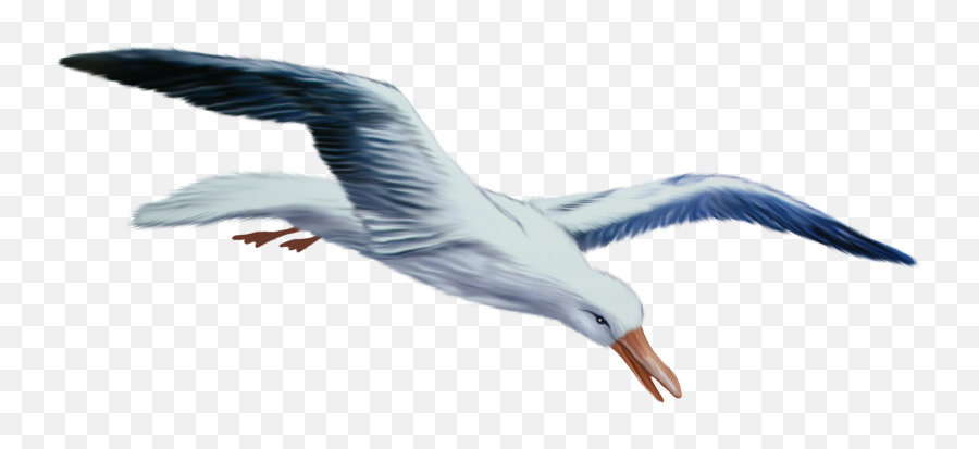 Seagull - Seagull Transparent Png,Seagulls Png