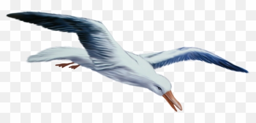 Seagull - Seagull Transparent Png,Seagulls Png