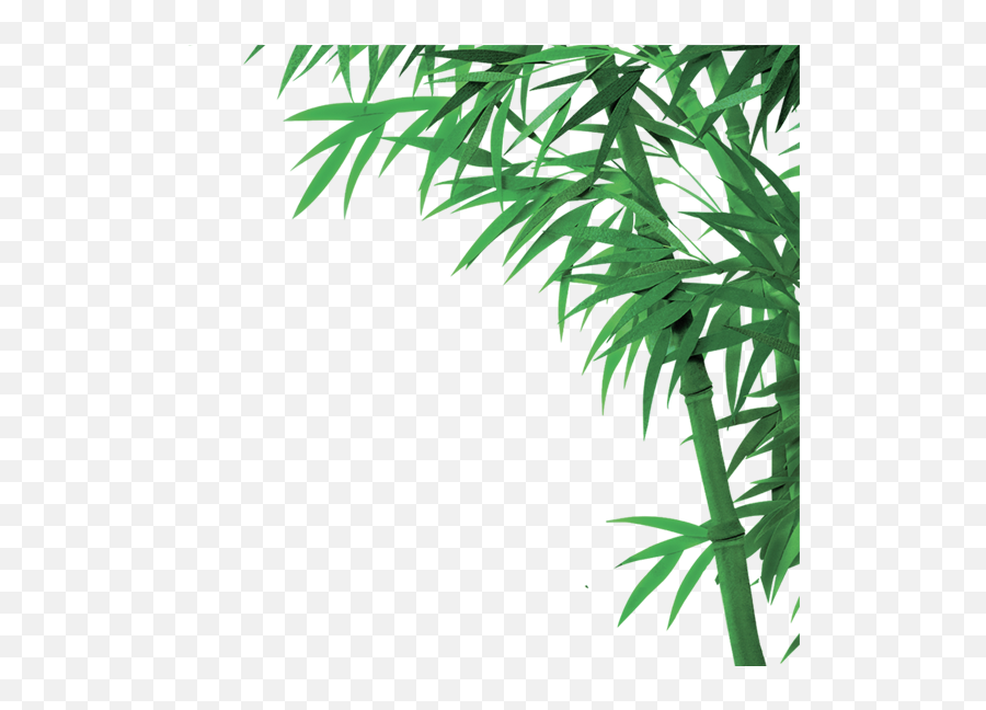 Download Png Image With Transparent - Bamboo Image Hd With Transparent Background,Bamboo Transparent Background