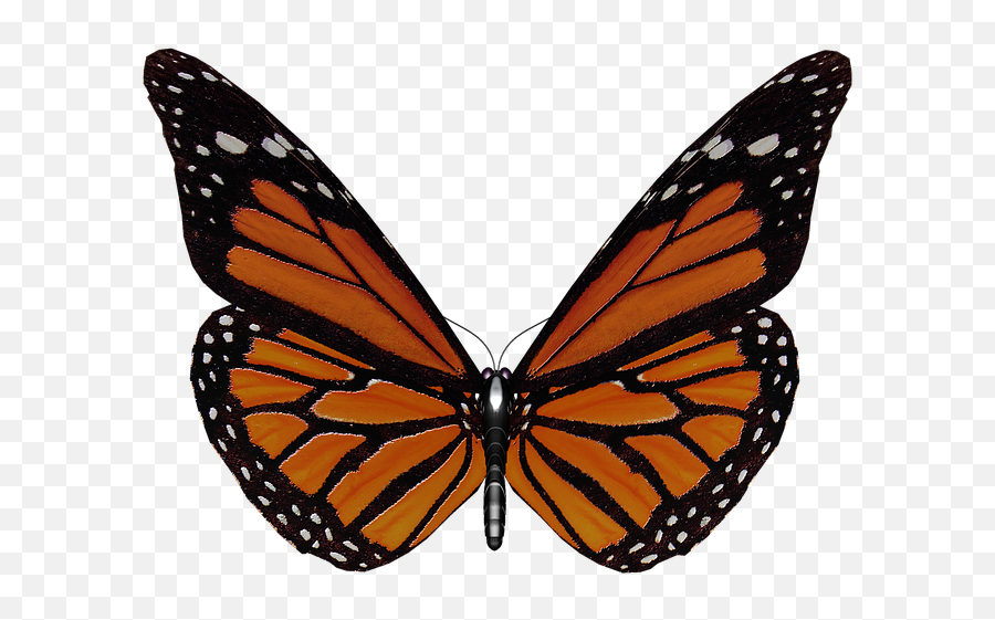 Butterfly Wings Garden - Monarch Butterfly Png Transparent,Butterfly Wings Png