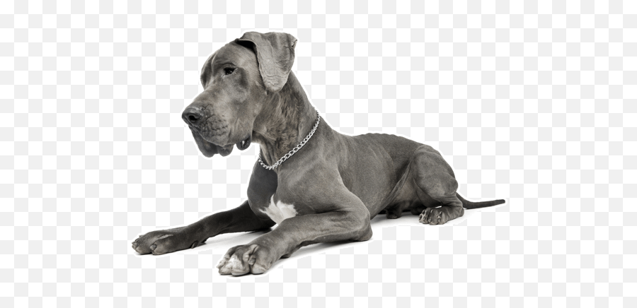 Great Dane Puppies For Sale In Colorado - Best Dog Brush For Great Danes Png,Great Dane Png