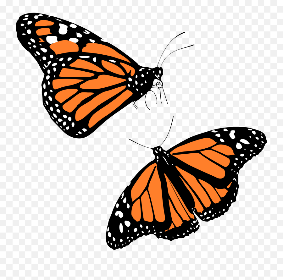 Animal Butterflies Butterfly - Monarch Butterfly Clipart Png,Butterflies Png