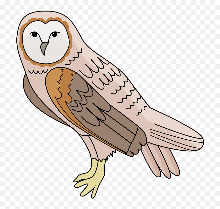 Barn Owl Clipart - Dibujo Animado De Una Lechuza Png,Barn Owl Png