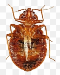 True Bug Insect Png