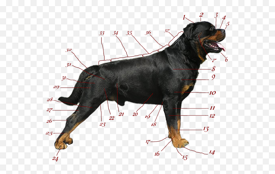 Download Rottweiler Breeders Aim - Rottweiler Png,Rottweiler Png