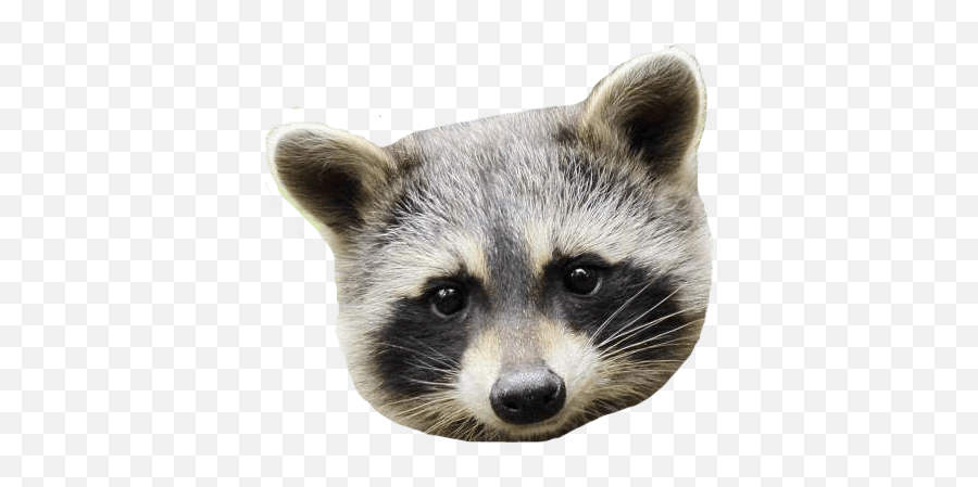 Is Rabies Alive In Ma - Baby Raccoon Png,Raccoon Transparent